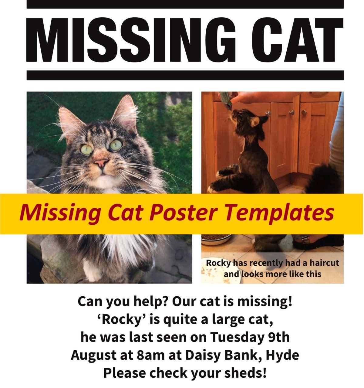 Missing Cat Poster Templates Free Word PDF Templates Missing Cat Poster Templates Free Word PDF Templates